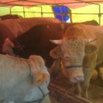 Bir bayram daha yaklaştı ve kurbanlıklar