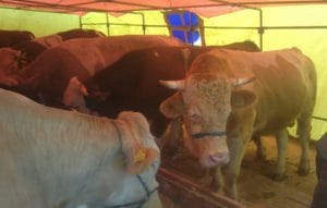 Bir bayram daha yaklaştı ve kurbanlıklar