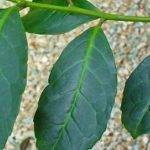 Mate Yaprağı Nedir?