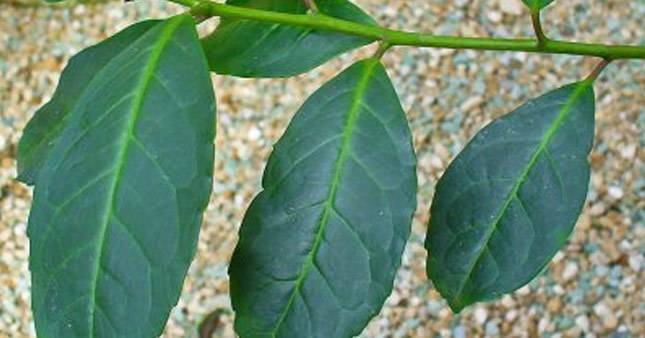 mate yaprağı nedir