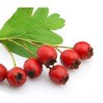 Alıç Sirkesi Zayıflama Yardımcı Olur Mu? Zayıflatır Mı? Nasıl İçilir?