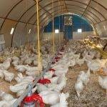 Tavuk Çiftliği Kurulumda Dikkat Edilmesi Gerekenler