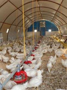 Tavuk Çiftliği Kurulumda Dikkat Edilmesi Gerekenler