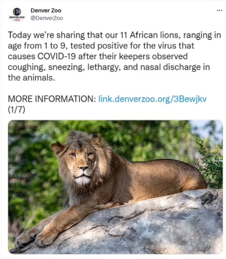 abddeki hayvanat bahcelerinde corona virus alarmi delta varyanti aslanlari vurdu 1