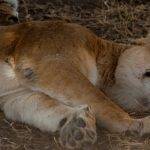 ABD’deki hayvanat bahçelerinde corona virüs alarmı: Delta varyantı aslanları vurdu