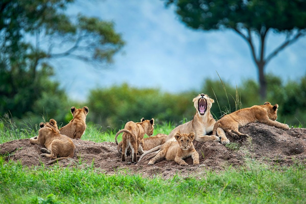 abddeki hayvanat bahcelerinde corona virus alarmi delta varyanti aslanlari vurdu 2