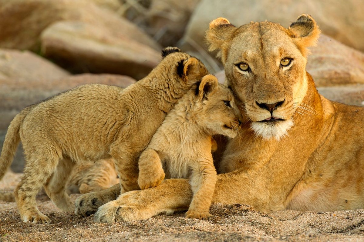 abddeki hayvanat bahcelerinde corona virus alarmi delta varyanti aslanlari vurdu 3