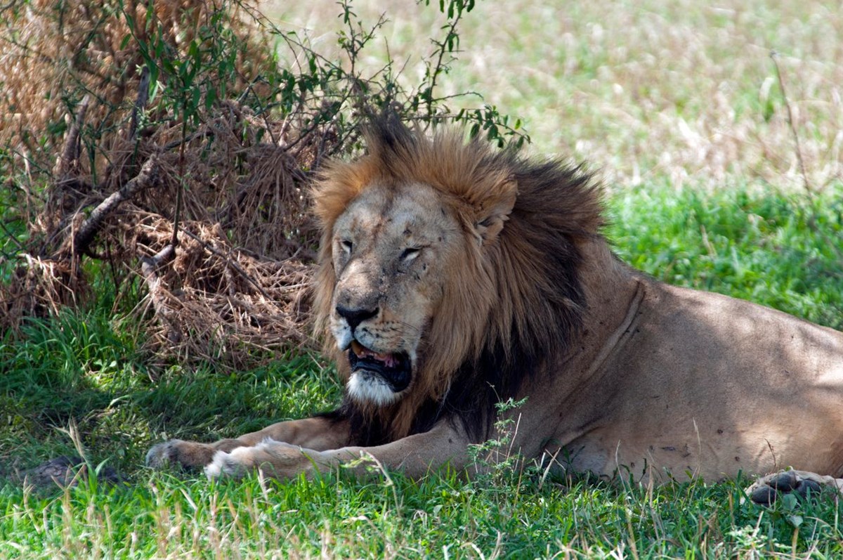 abddeki hayvanat bahcelerinde corona virus alarmi delta varyanti aslanlari vurdu 4
