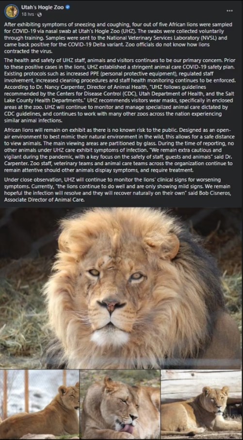 abddeki hayvanat bahcelerinde corona virus alarmi delta varyanti aslanlari vurdu 5