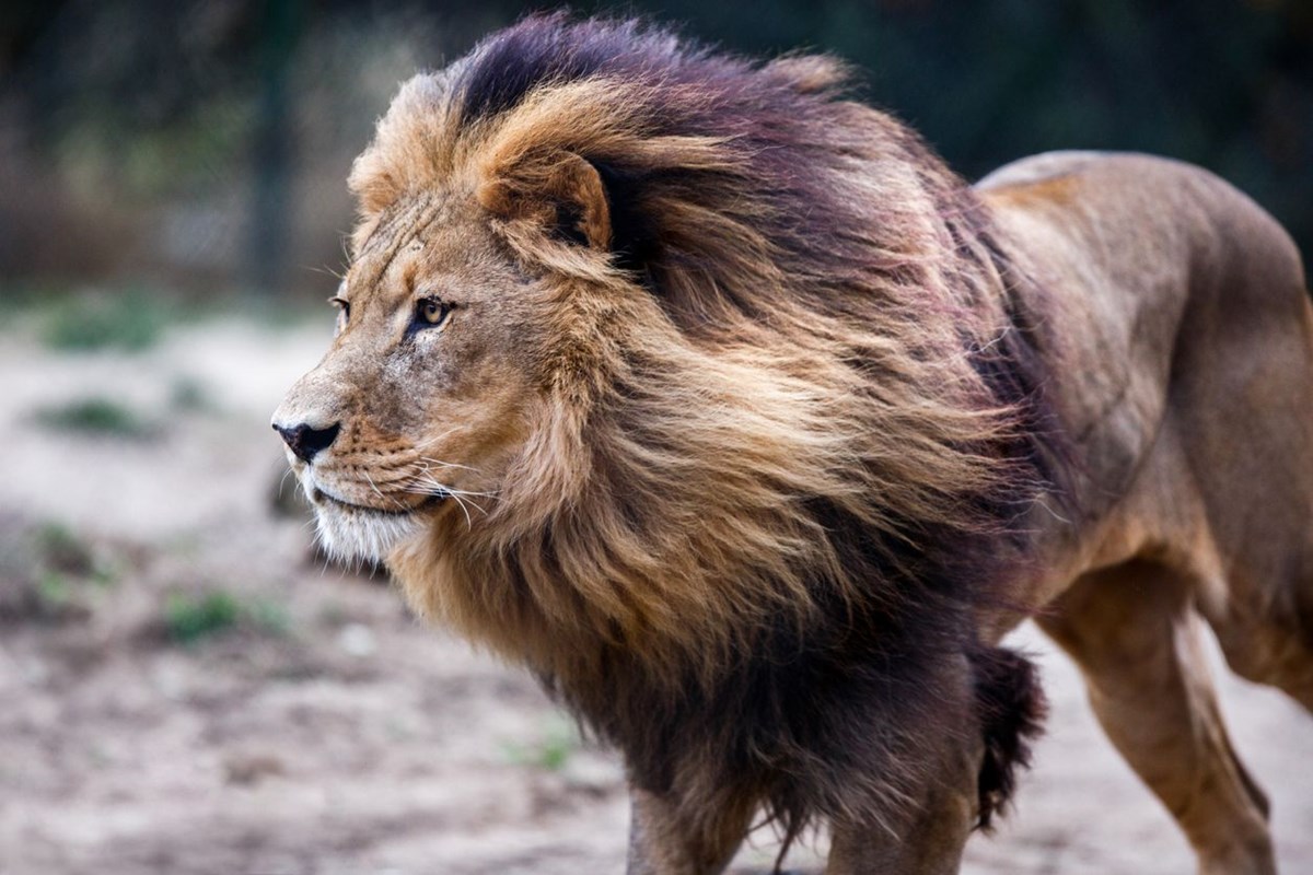 abddeki hayvanat bahcelerinde corona virus alarmi delta varyanti aslanlari vurdu 6