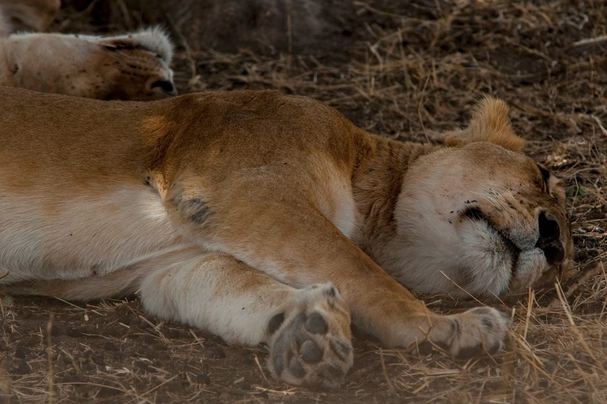 abddeki hayvanat bahcelerinde corona virus alarmi delta varyanti aslanlari vurdu 7