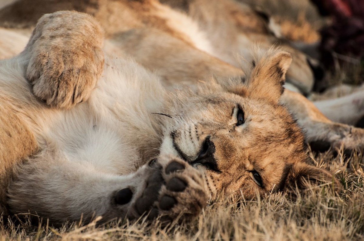 abddeki hayvanat bahcelerinde corona virus alarmi delta varyanti aslanlari vurdu 8