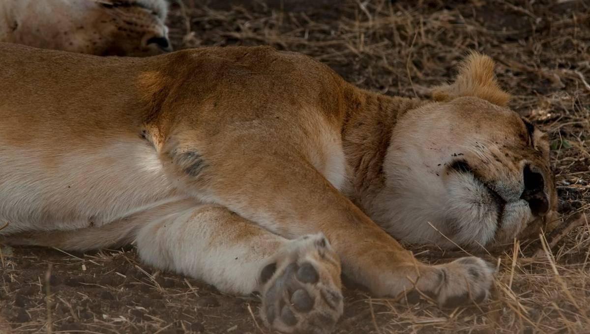 ABD’deki hayvanat bahçelerinde corona virüs alarmı: Delta varyantı aslanları vurdu