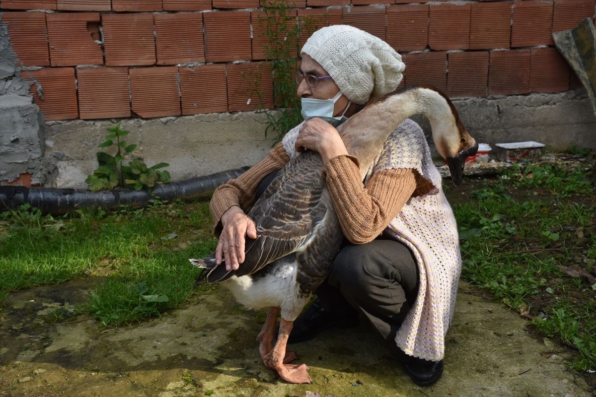 Çin kazı “Kirli” sahibinin götürdüğü okulda derslere neşe katıyor