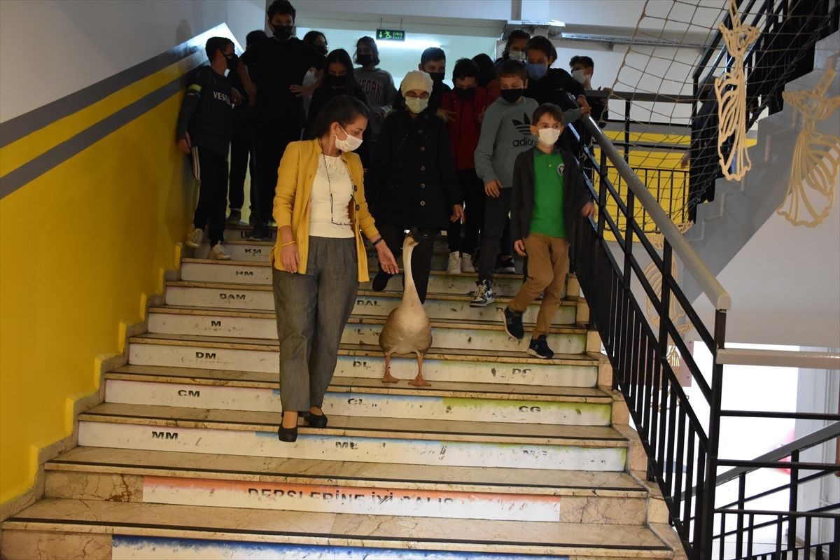 Çin kazı “Kirli” sahibinin götürdüğü okulda derslere neşe katıyor