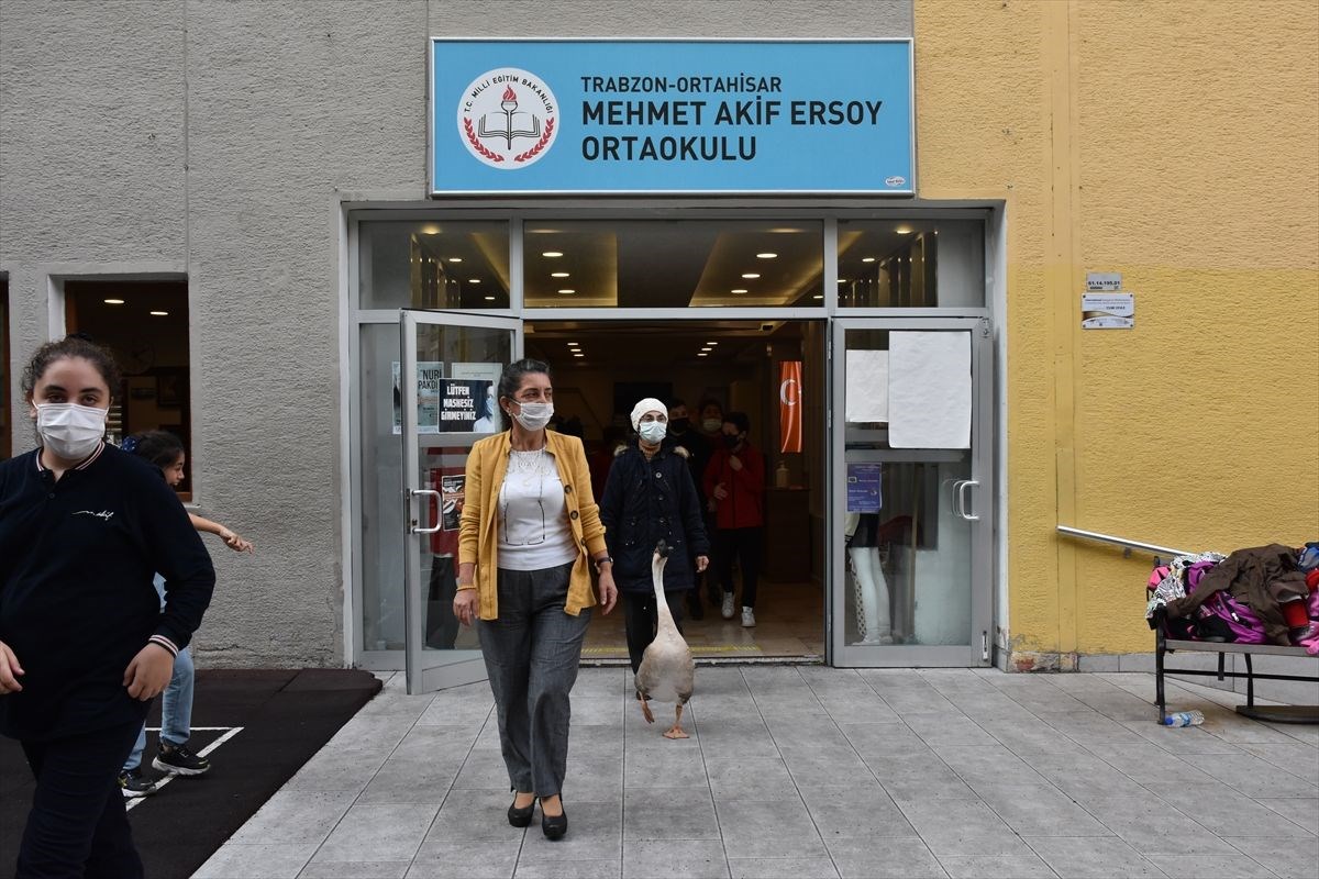 Çin kazı “Kirli” sahibinin götürdüğü okulda derslere neşe katıyor