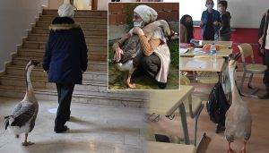 Çin kazı “Kirli” sahibinin götürdüğü okulda derslere neşe katıyor