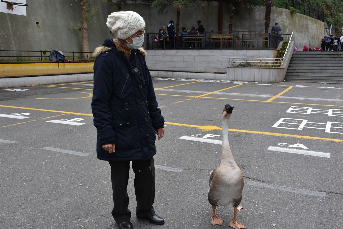 Çin kazı “Kirli” sahibinin götürdüğü okulda derslere neşe katıyor