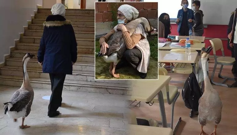 Çin kazı “Kirli” sahibinin götürdüğü okulda derslere neşe katıyor