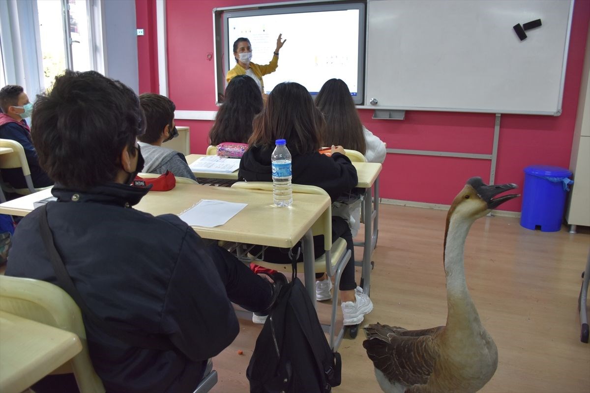 Çin kazı “Kirli” sahibinin götürdüğü okulda derslere neşe katıyor