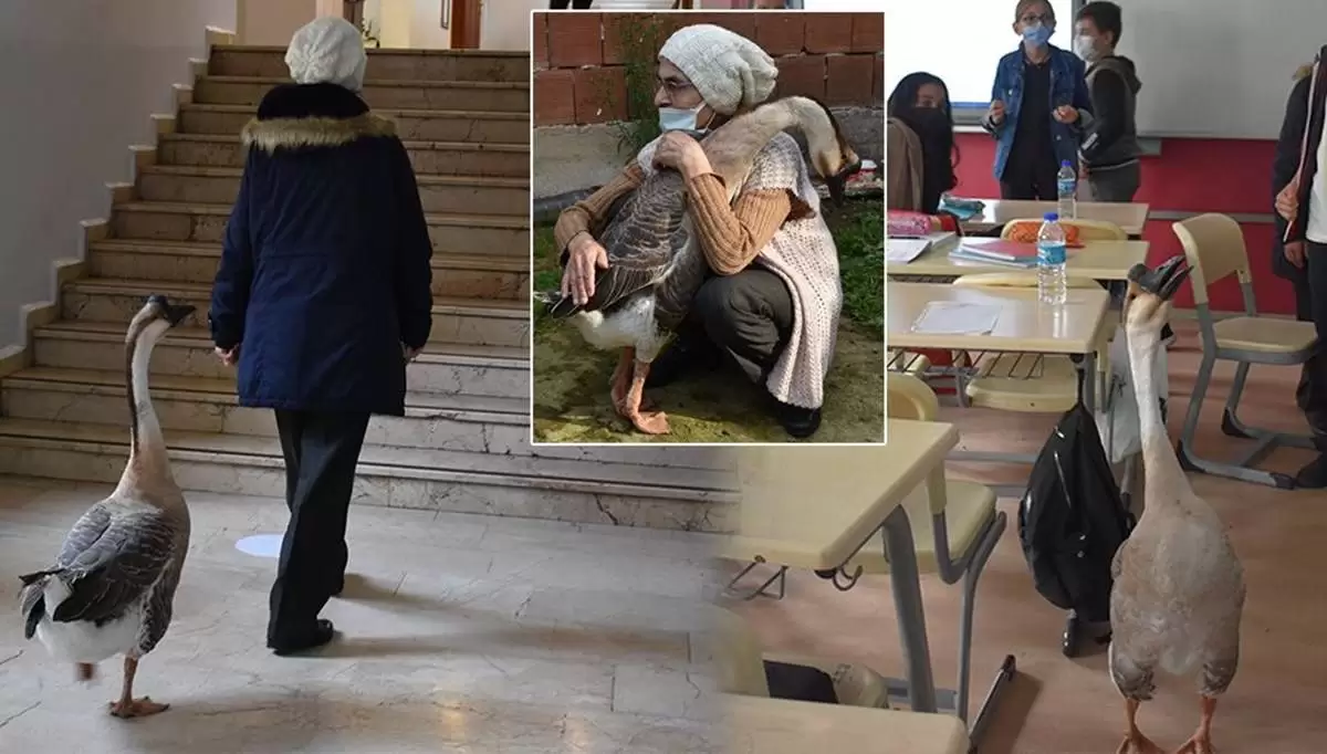 Çin kazı “Kirli” sahibinin götürdüğü okulda derslere neşe katıyor