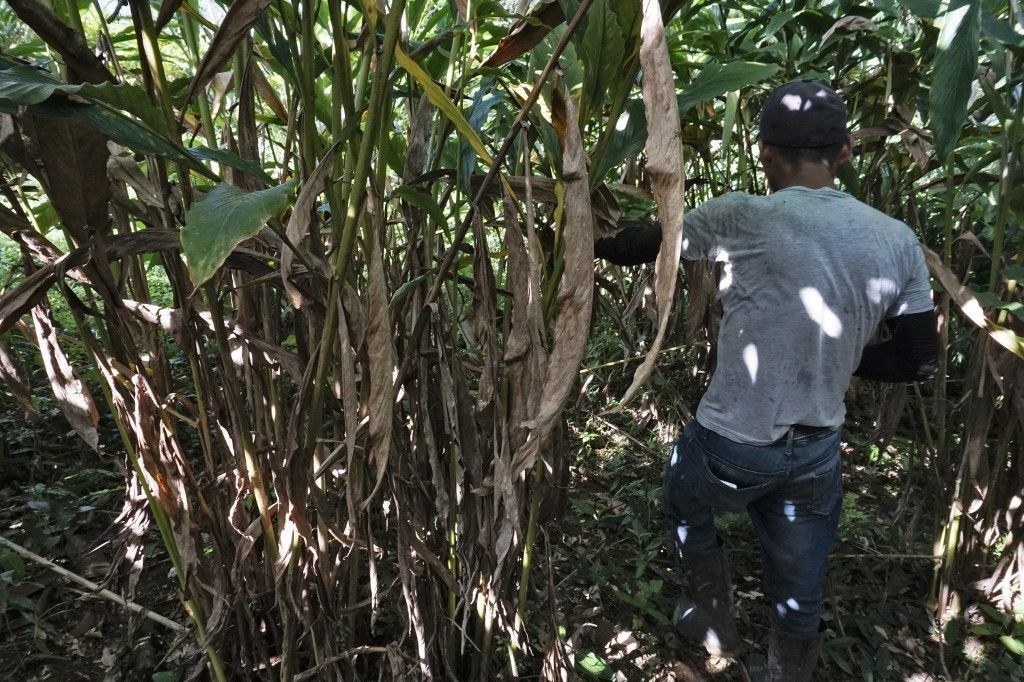Küresel ısınma Guatemala’da tarımı yok etti: Hiçbir şeyimiz kalmadı