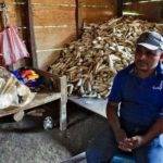 Küresel ısınma Guatemala’da tarımı yok etti: Hiçbir şeyimiz kalmadı