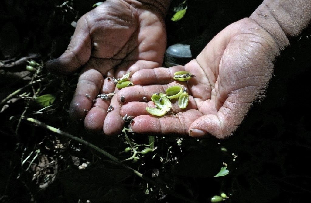 Küresel ısınma Guatemala’da tarımı yok etti: Hiçbir şeyimiz kalmadı