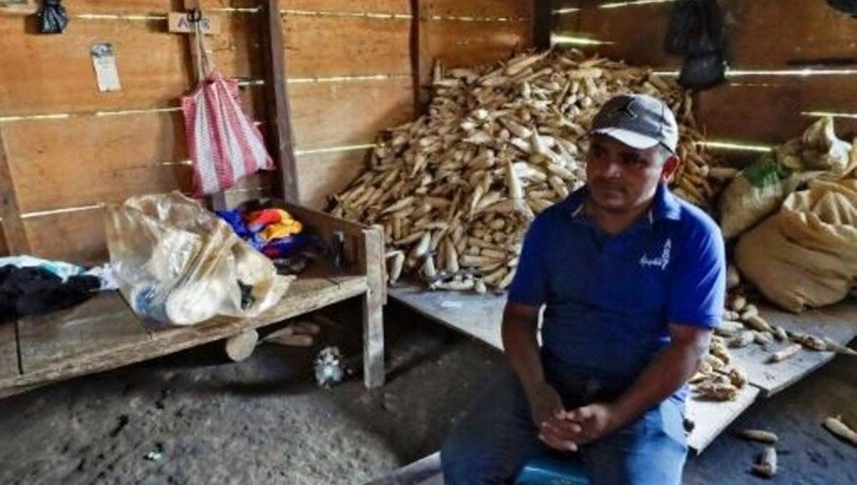Küresel ısınma Guatemala'da tarımı yok etti: Hiçbir şeyimiz kalmadı