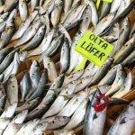 Marmara’daki lüfer bolluğunda müsilaj etkisi