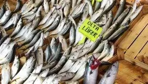 Marmara’daki lüfer bolluğunda müsilaj etkisi