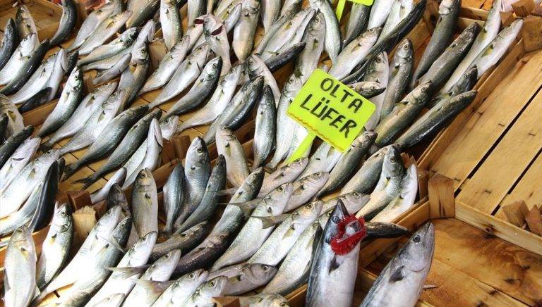 Marmara’daki lüfer bolluğunda müsilaj etkisi