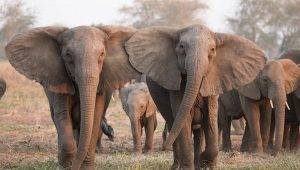 mozambikte filler insanliktan korunmak icin mutasyon gecirdi artik dissiz doguyorlar