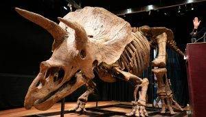 simdiye kadar bulunan en buyuk triceratops iskeleti 66 milyon euroya satildi