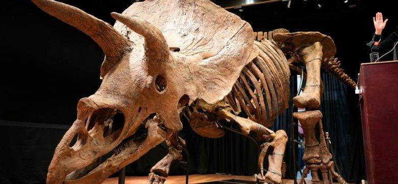 Şimdiye kadar bulunan en büyük triceratops iskeleti 6,6 milyon euroya satıldı.