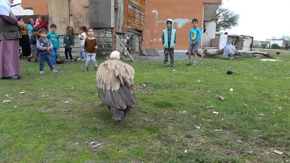 yorgun dusen akbaba istanbula indi 1