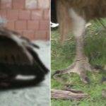 Yorgun düşen akbaba İstanbul’a indi