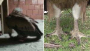 Yorgun düşen akbaba İstanbul’a indi