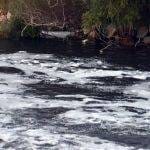 Ceyhan Nehri’nde tedirgin eden görüntü