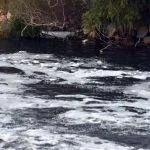Ceyhan Nehri’nde tedirgin eden görüntü