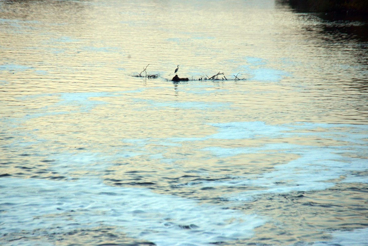Ceyhan Nehri’nde tedirgin eden görüntü