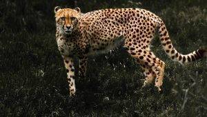 citalarin nesli tukeniyor sayilari yuzde 93 azaldi