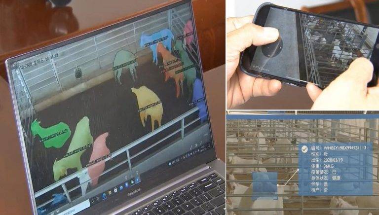 ensest iliskiyi engelleyecek cindeki hayvan ciftliklerine yuz tanima teknolojisi geldi