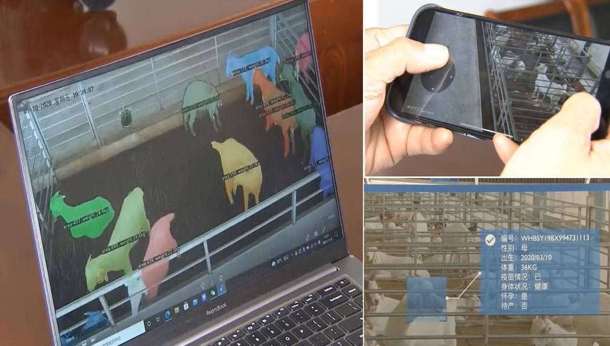 Ensest ilişkiyi engelleyecek: Çin’deki hayvan çiftliklerine yüz tanıma teknolojisi geldi