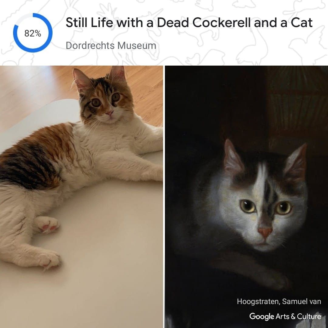 Kedinizin tarihteki ikizi kim? Google, Pet Portraits özelliğini tanıttı