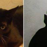 Kedinizin tarihteki ikizi kim? Google, Pet Portraits özelliğini tanıttı