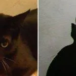 Kedinizin tarihteki ikizi kim? Google, Pet Portraits özelliğini tanıttı