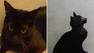 kedinizin tarihteki ikizi kim google pet portraits ozelligini tanitti