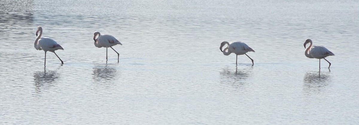 Tuzla Sulak Alanı’na flamingo akını