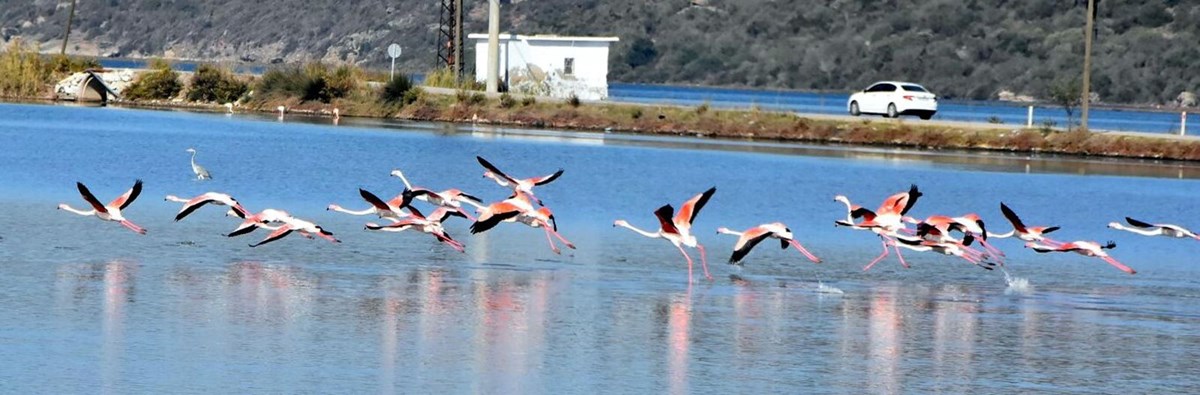 Tuzla Sulak Alanı’na flamingo akını